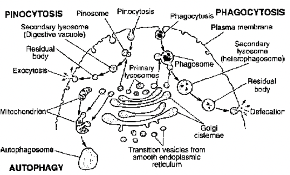Lysosomes